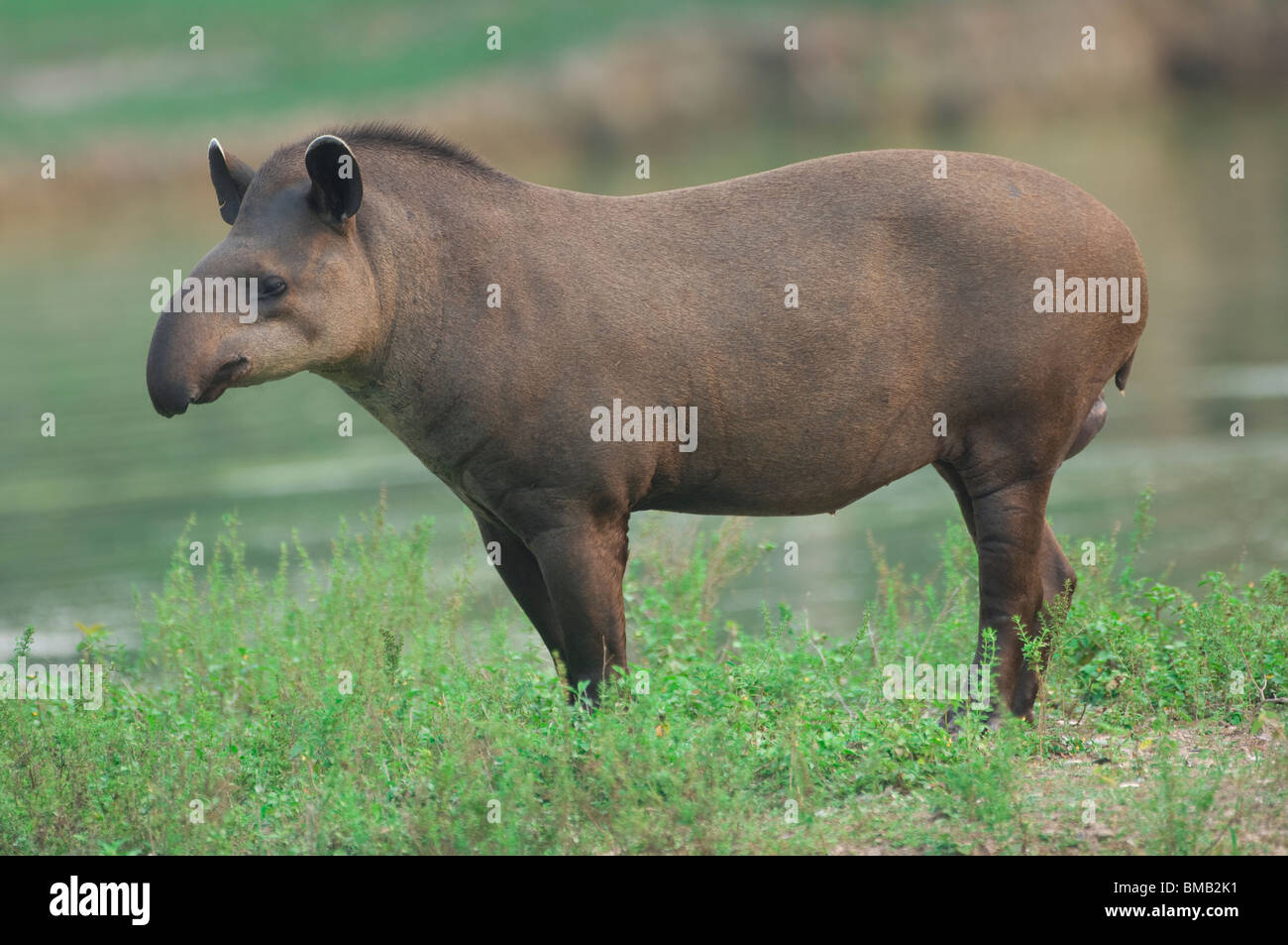 Brasilianische Tapir oder Flachland Tapir Tapirus Terrestris, Pantanal, Mato Grosso, Brasilien Stockfoto