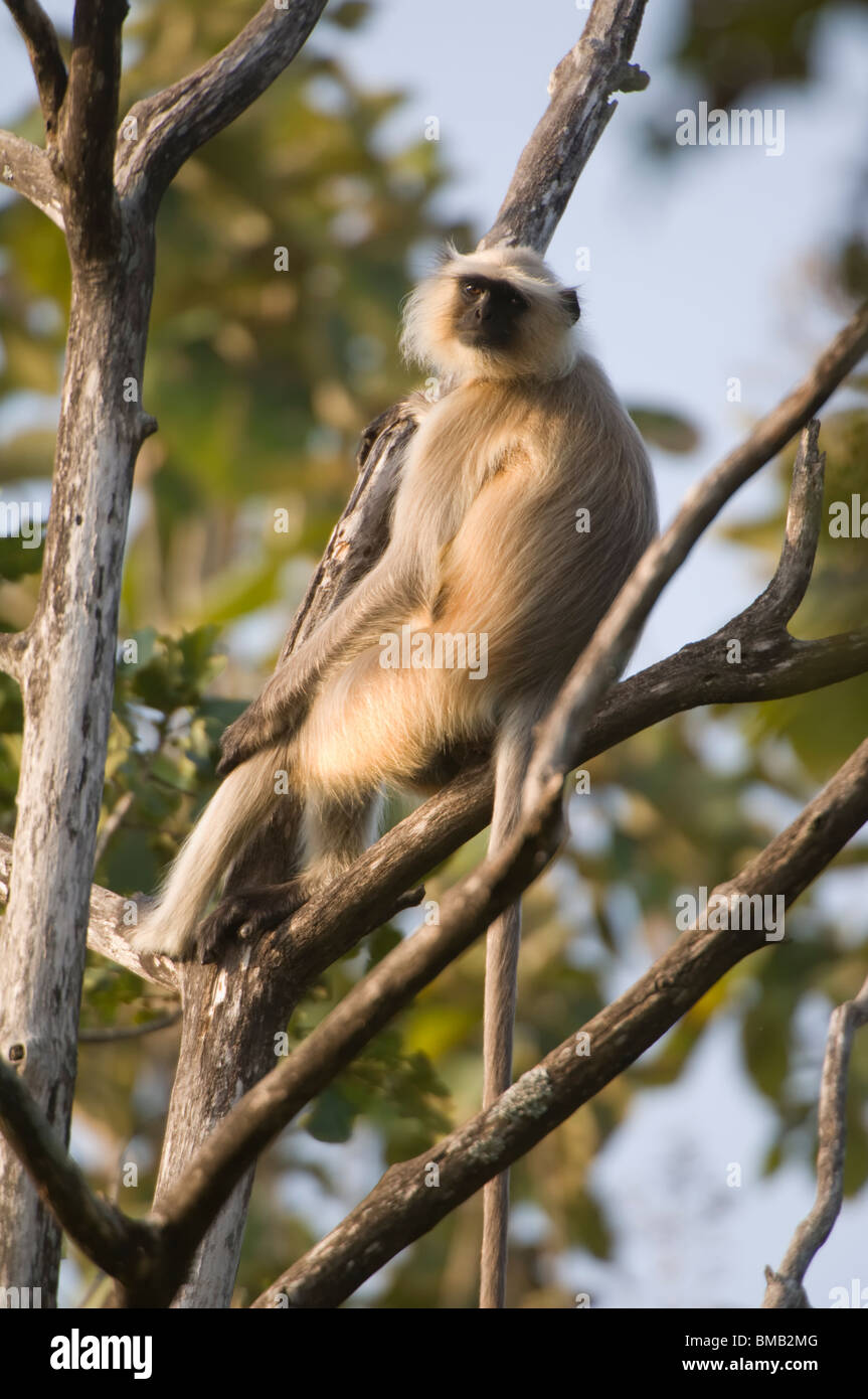 Hanuman-Languren oder gemeinsame Languren Semnopithecus Entellus, Indien Stockfoto