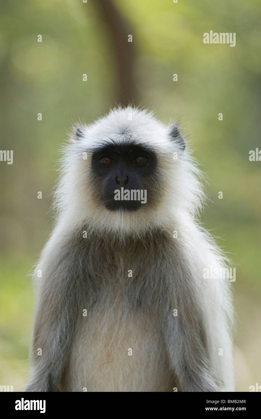 Hanuman-Languren oder gemeinsame Languren Semnopithecus Entellus, Indien Stockfoto