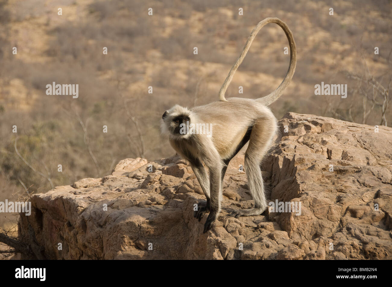 Hanuman-Languren oder gemeinsame Languren Semnopithecus Entellus, Indien Stockfoto