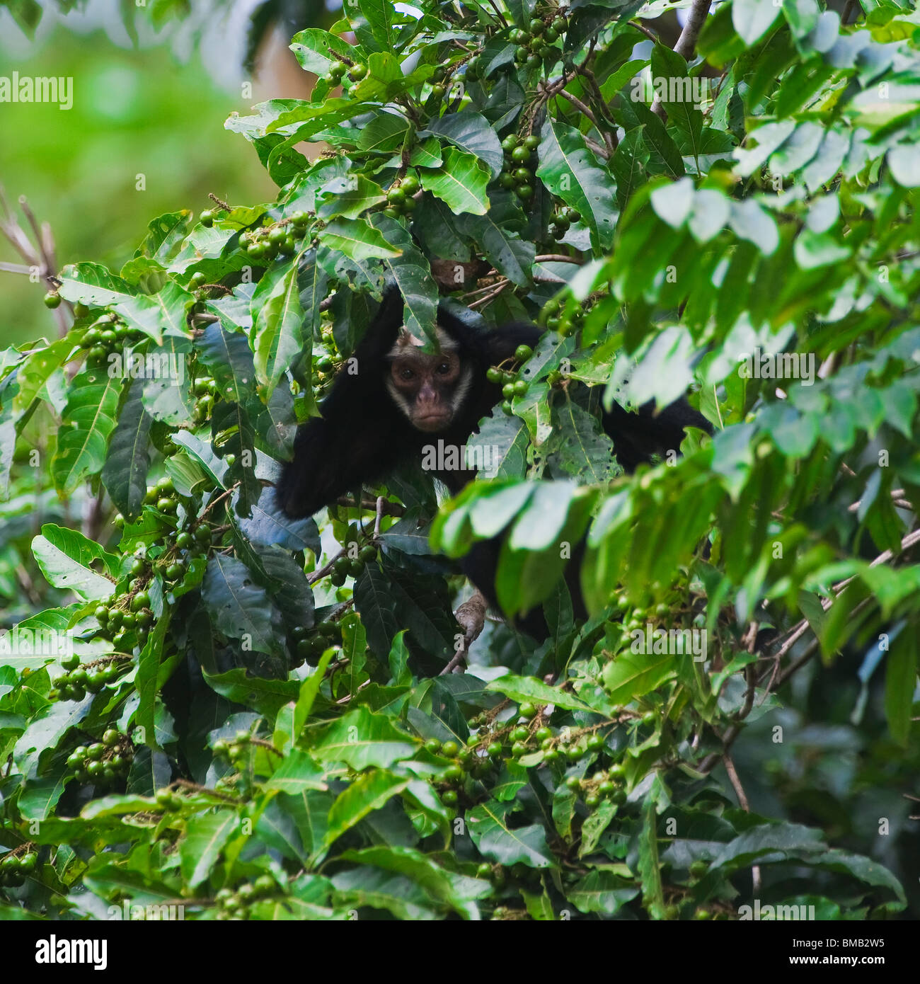 White-Schnurrbärtiger oder White-Cheeked Klammeraffe (Ateles Marginatus), Alta Floresta, Mato Grosso, Brasilien Stockfoto