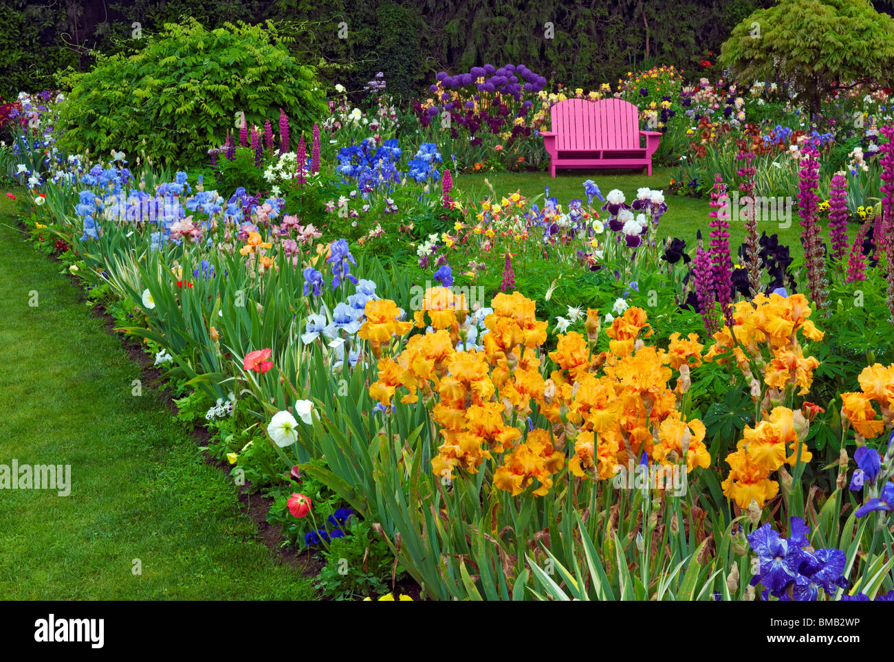 Frühling blüht im Shreiners Iris Schaugarten und Oregons Marion County. Stockfoto