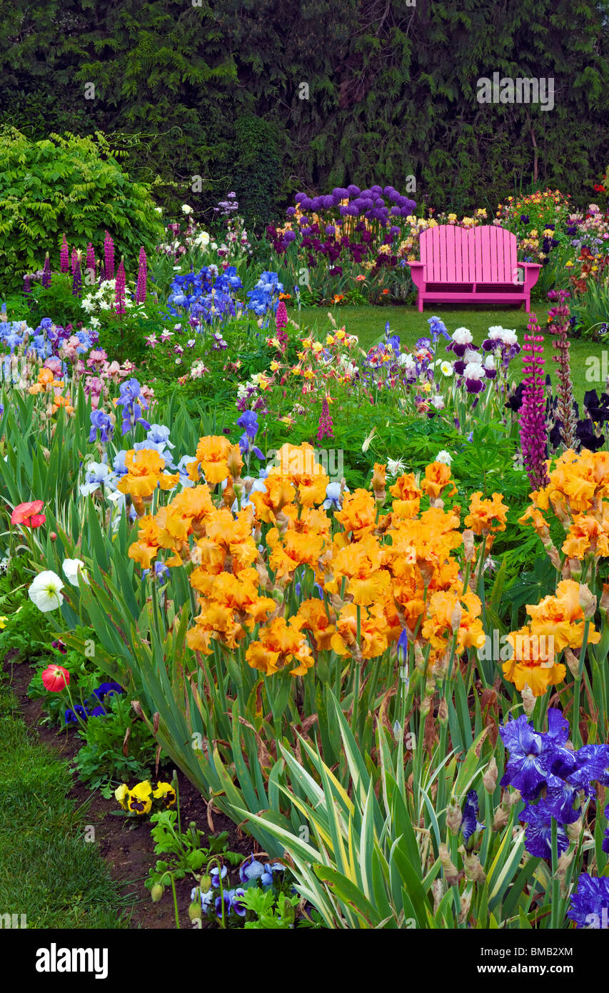 Frühling blüht im Shreiners Iris Schaugarten und Oregons Marion County. Stockfoto