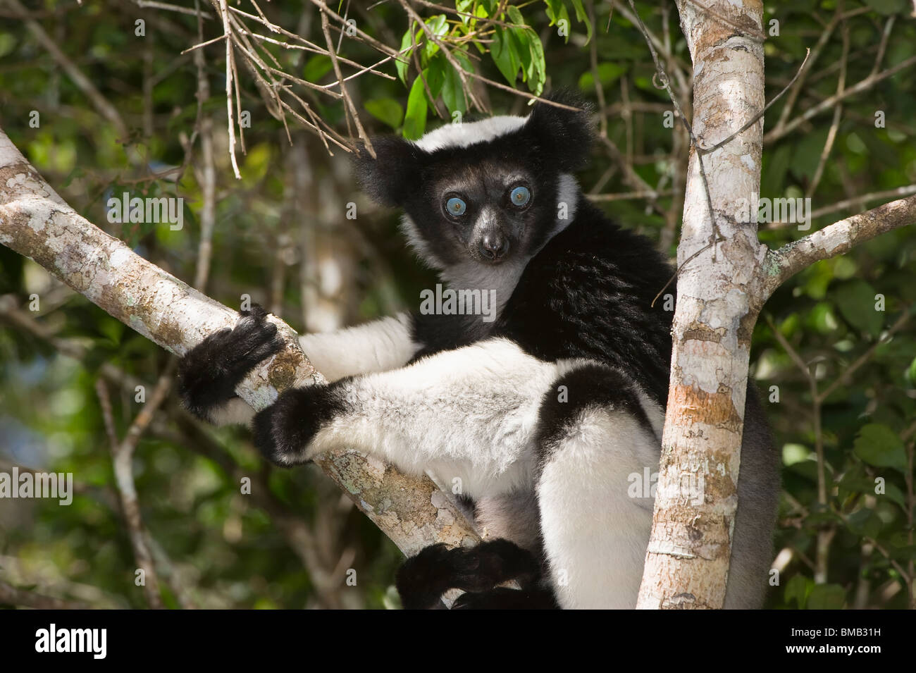 Indri oder Babakoto (Indri Indri) sitzt in einem Baum, Perinet Analamazoatra Reserve, Madagaskar Stockfoto