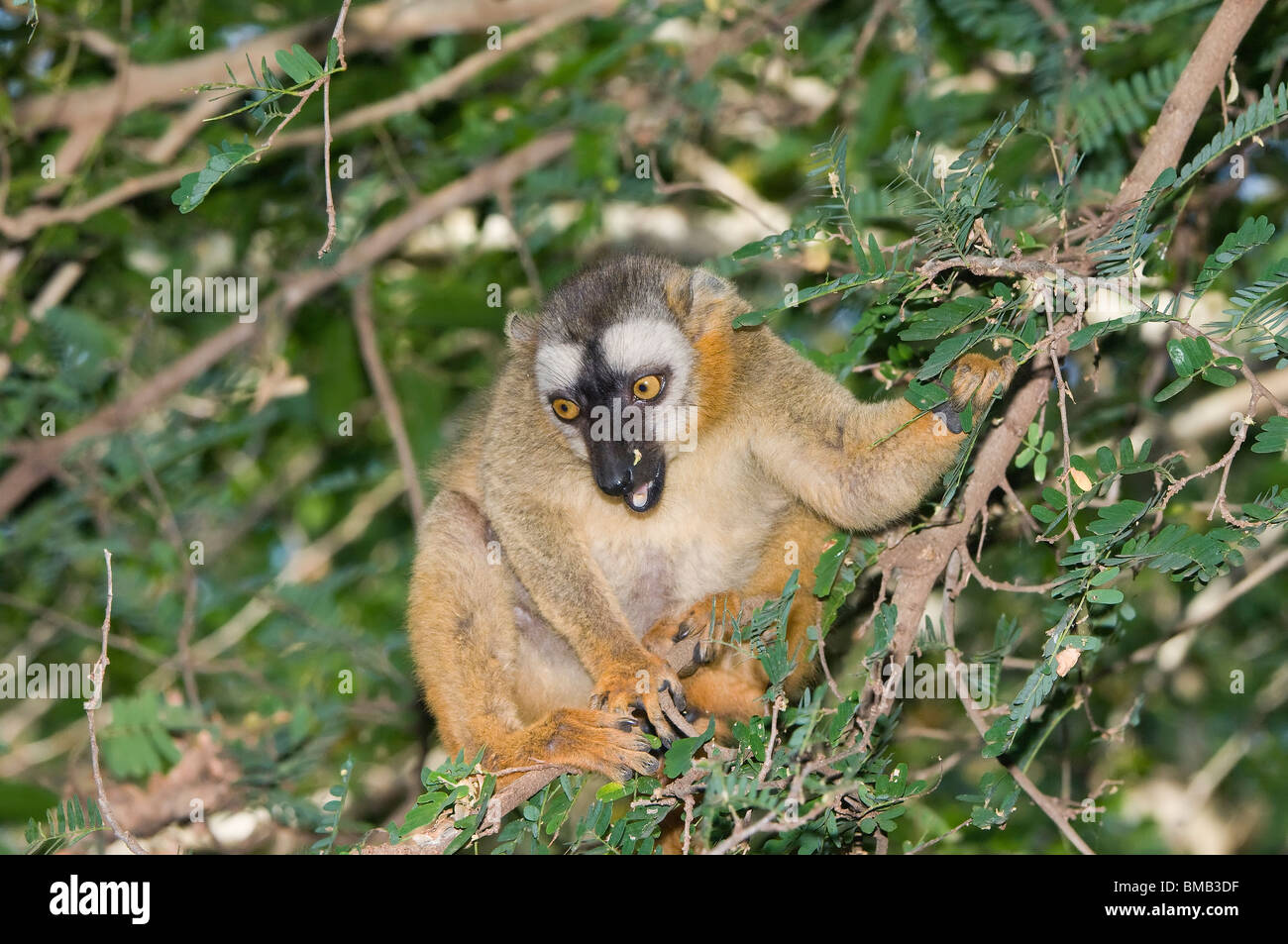 Rot-Fronted brauner Lemur (Eulemur Rufus), Berenty Reserve, Madagaskar Stockfoto