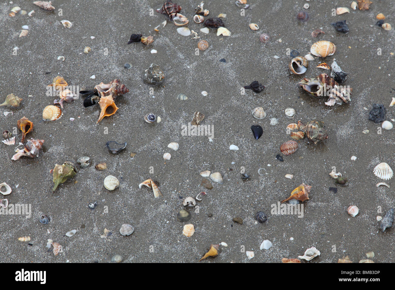 Muscheln am Strand von Lido, Venedig Stockfoto