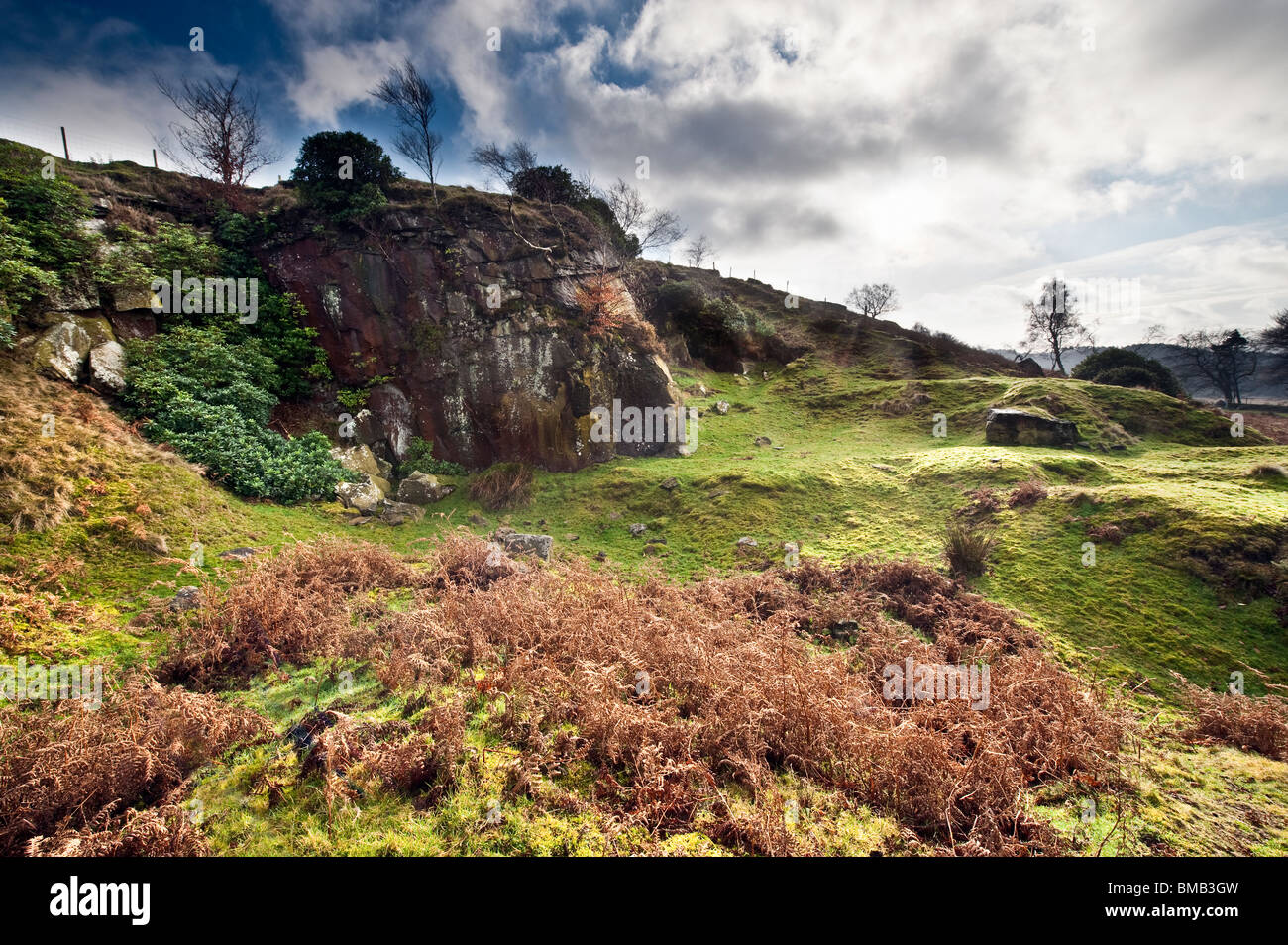 Wilden Rhododendron habhaft hinter einem Splitt Stein Felsen Stockfoto