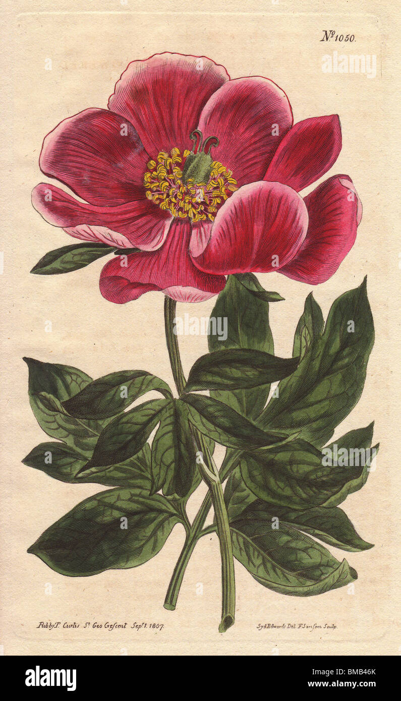 Purpurrot blühende Pfingstrose, gebürtig aus der Levante.  Paeonia Monticola (Paeonia Peregrina) Stockfoto