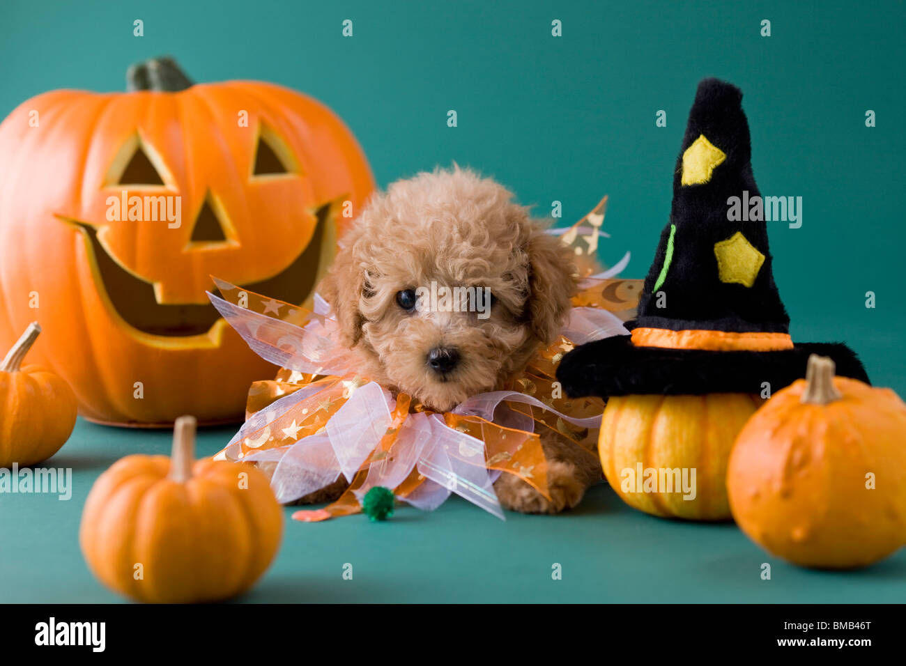 Toy Pudel Welpen und Halloween Stockfoto