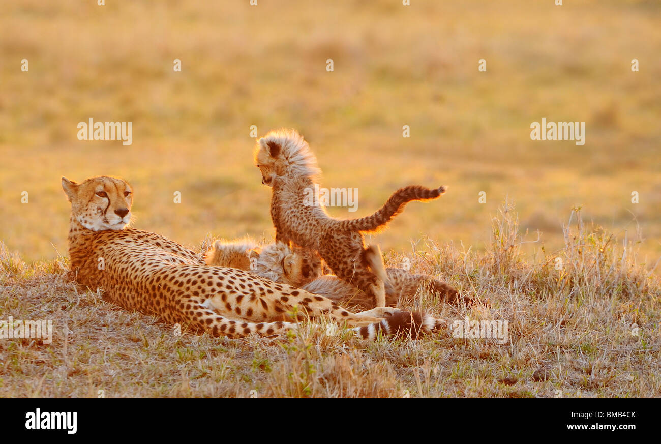 Gepard (Acinonyx Jubatus) ist ein anfällig Katze/Katzen (Felidae), die durch Schnelligkeit und Stealth jagt. Es ist das schnellste Landtier Stockfoto