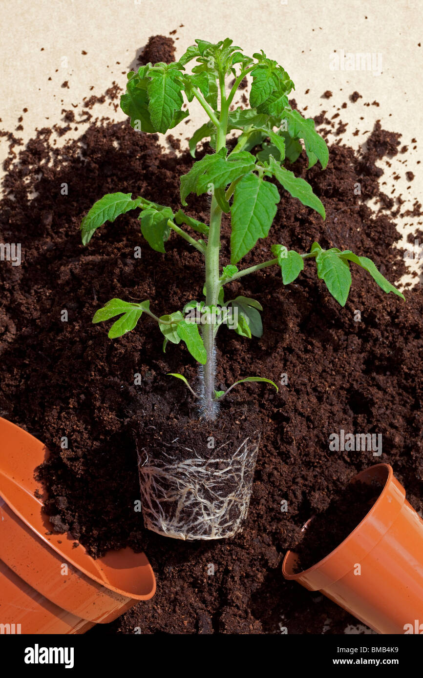Tomaten Pflanzen mit Wurzelballen bereit zum Umtopfen in Kompost  Stockfotografie - Alamy