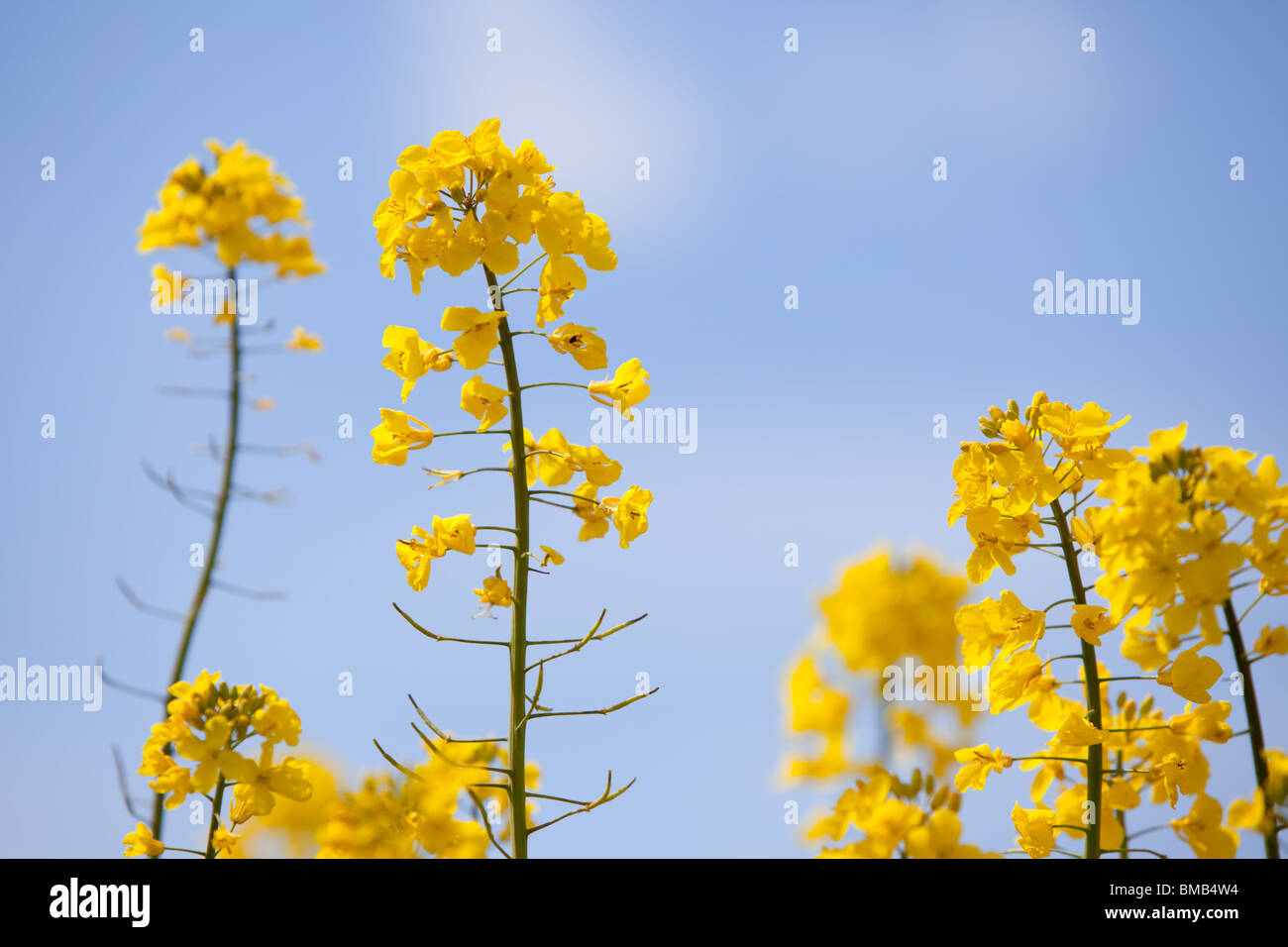 Raps-Blüten vor blauem Himmel Stockfoto
