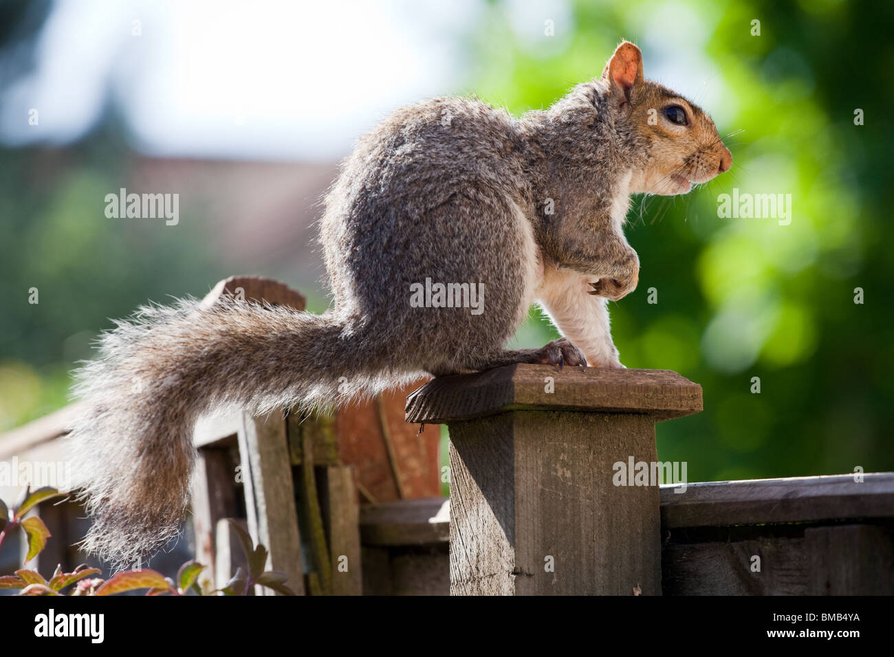 Graue Eichhörnchen sitzend auf Zaun Stockfoto