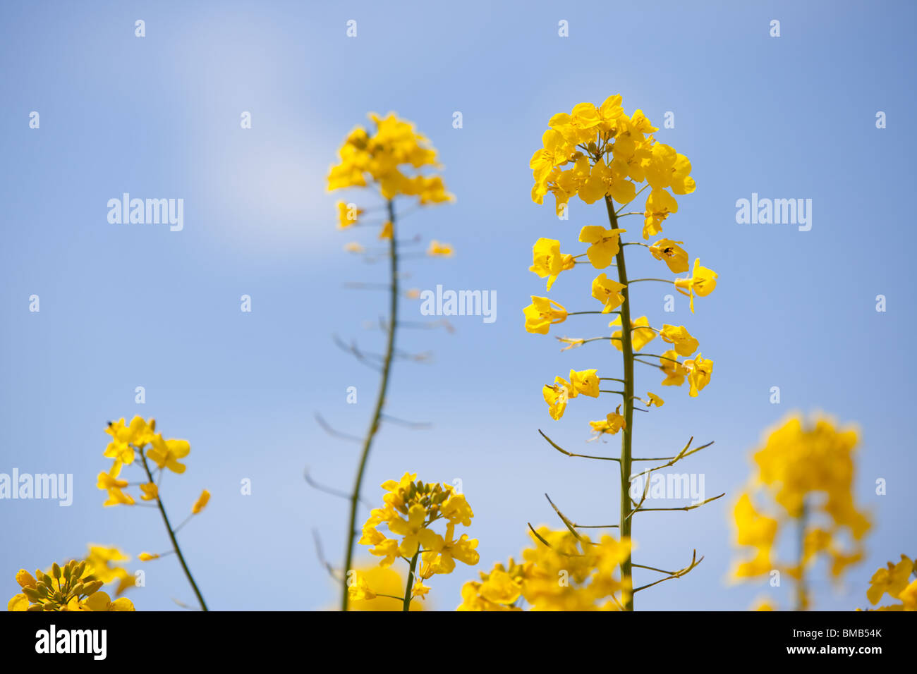 Raps-Blüten vor blauem Himmel Stockfoto