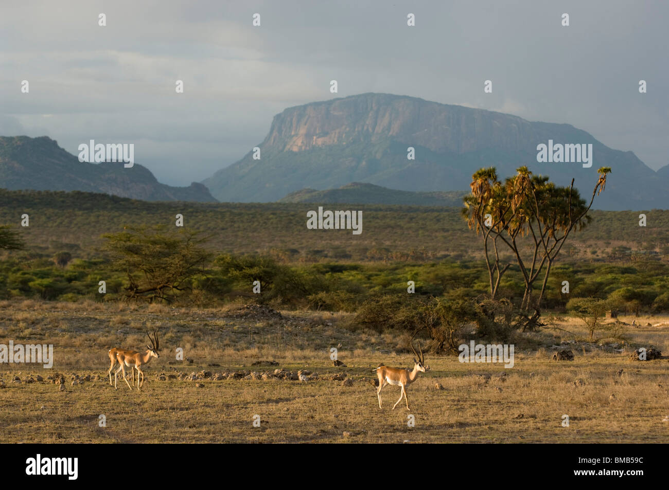 Grant es Gazelle (Gazella Granti), Samburu und Buffalo Springs National Reserve, Kenia Stockfoto