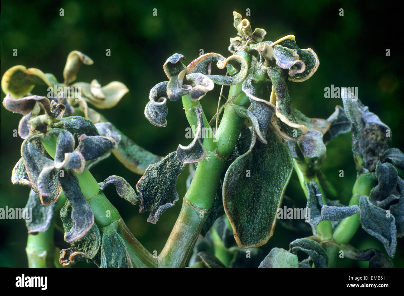 zimmerpflanzen insektenbefall Schädlingsbefall bei Zimmerpflanzen vorbeugen | Präventives biologisches  Bekämpfungspaket main image 0