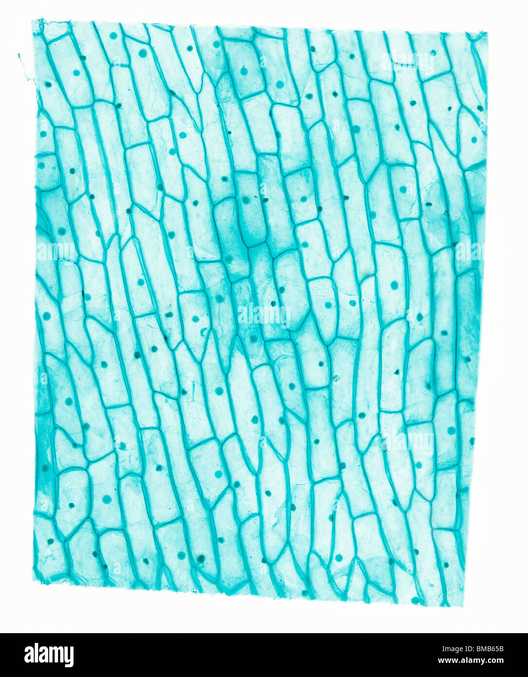 Allium, Lipidermis, mikroskopische Bild Stockfoto