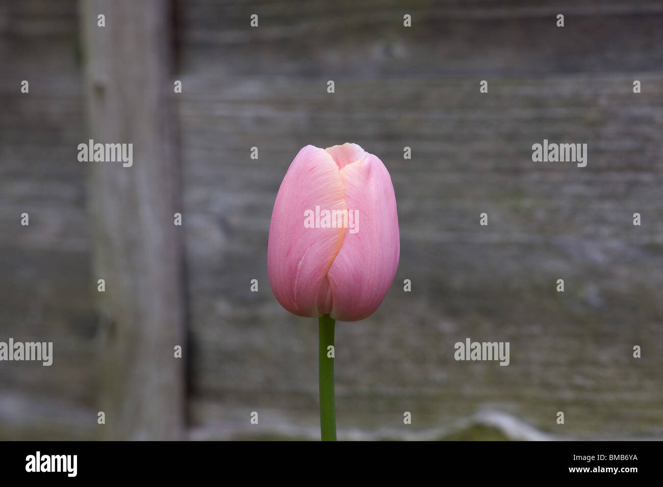 Rosa Tulpe Blume Stockfoto