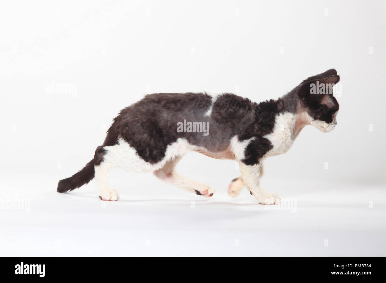 Devon Rex Cat, Black-Smoke-White / Seite Stockfoto