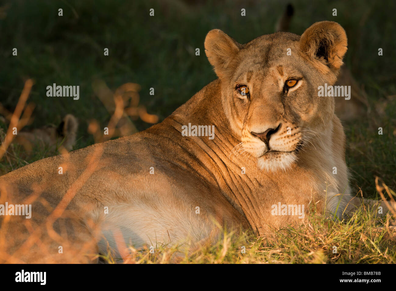 Nahaufnahme sonnenbeschienenen Gesicht weiblichen erwachsenen Löwen, helle Augen, Löwin liegend im Gras beobachten goldenen Augen im Okavango Delta Botswana Afrika Stockfoto