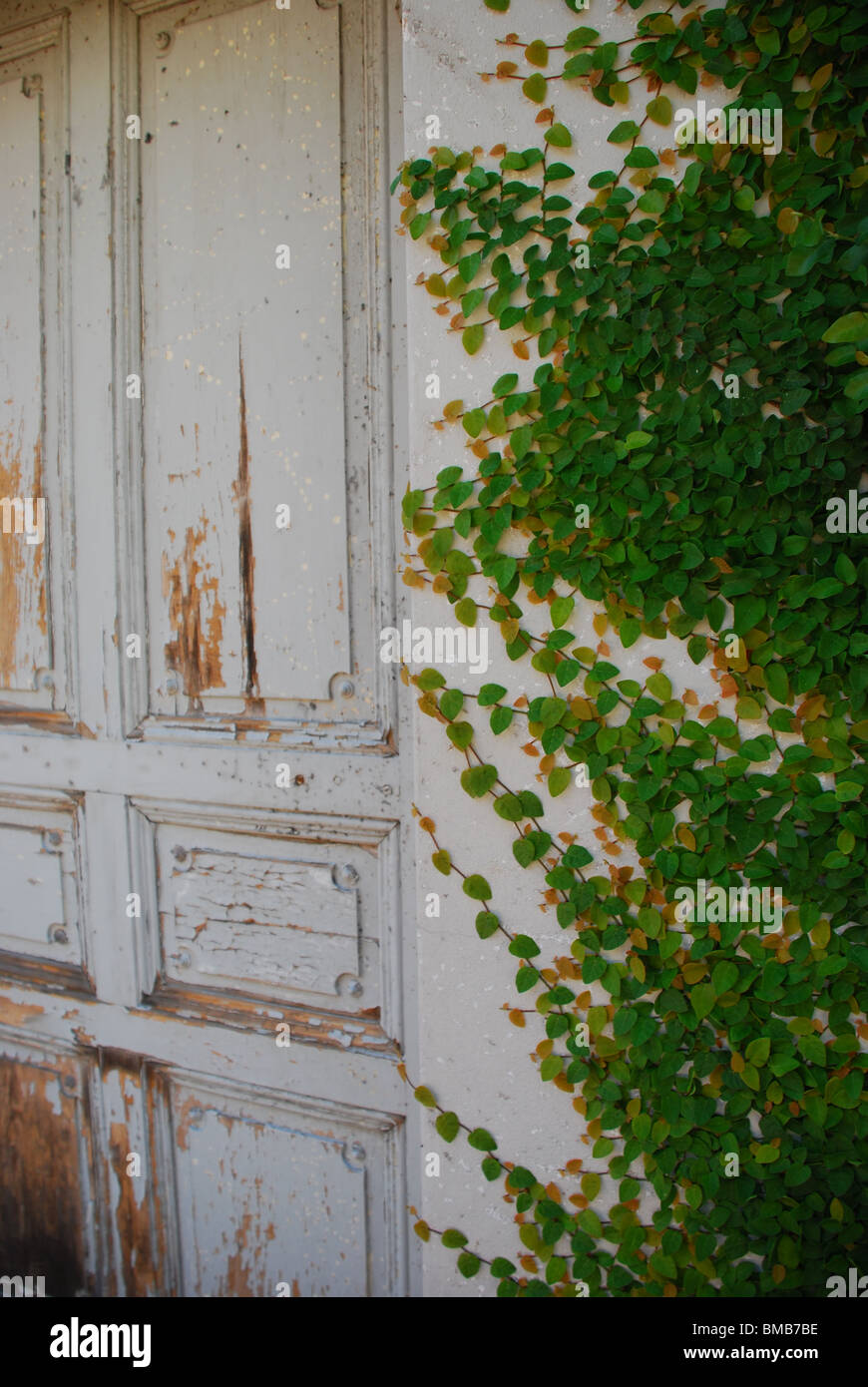Ivy festhalten an einer weißen verwitterte Wand neben eine alte verwitterte Tür Stockfoto