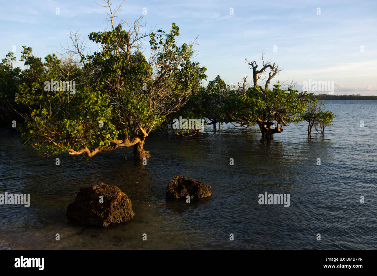 Mangroven, Shimoni, Kenia Stockfoto