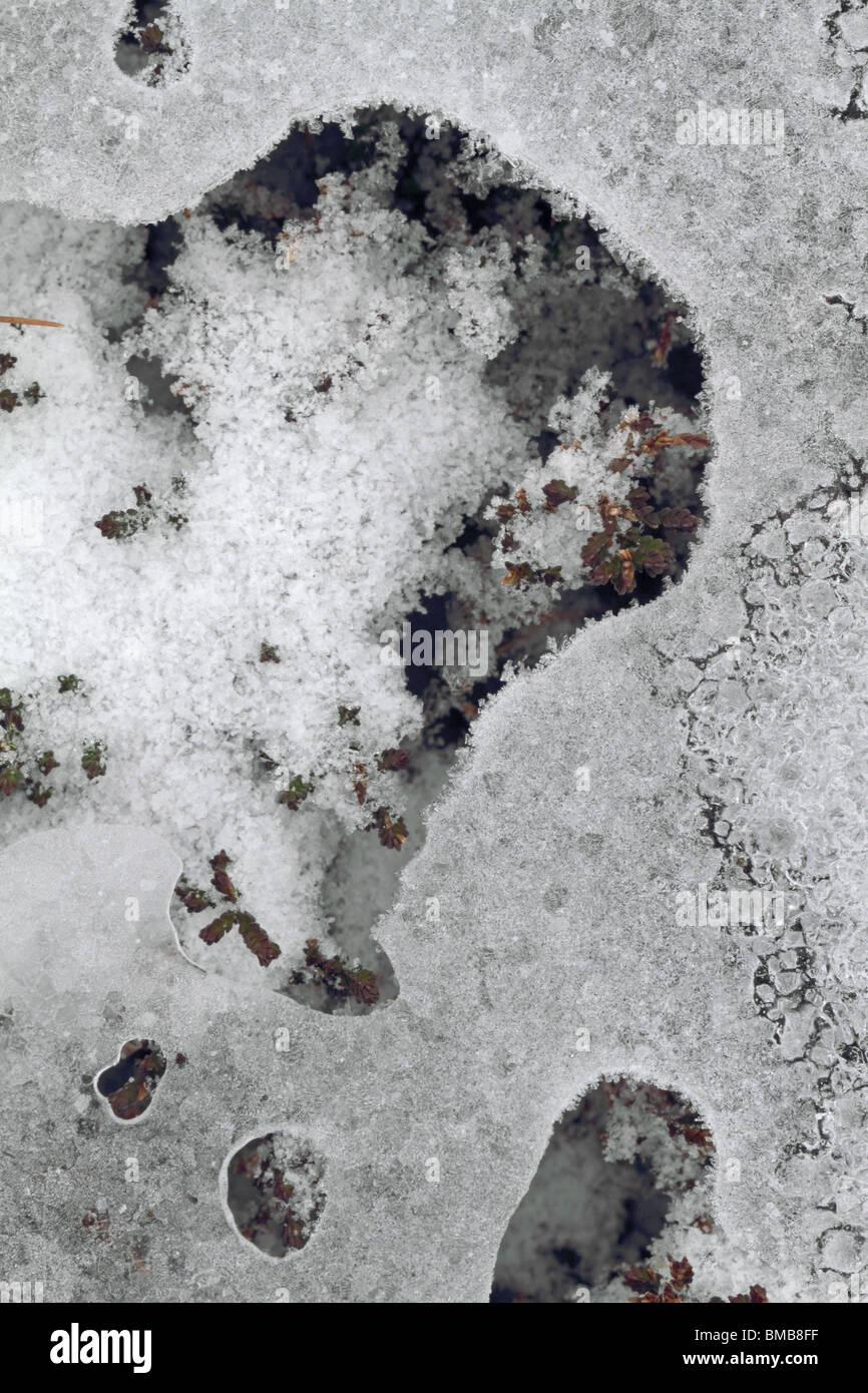 Frost und Eis auf die vegetation Stockfoto