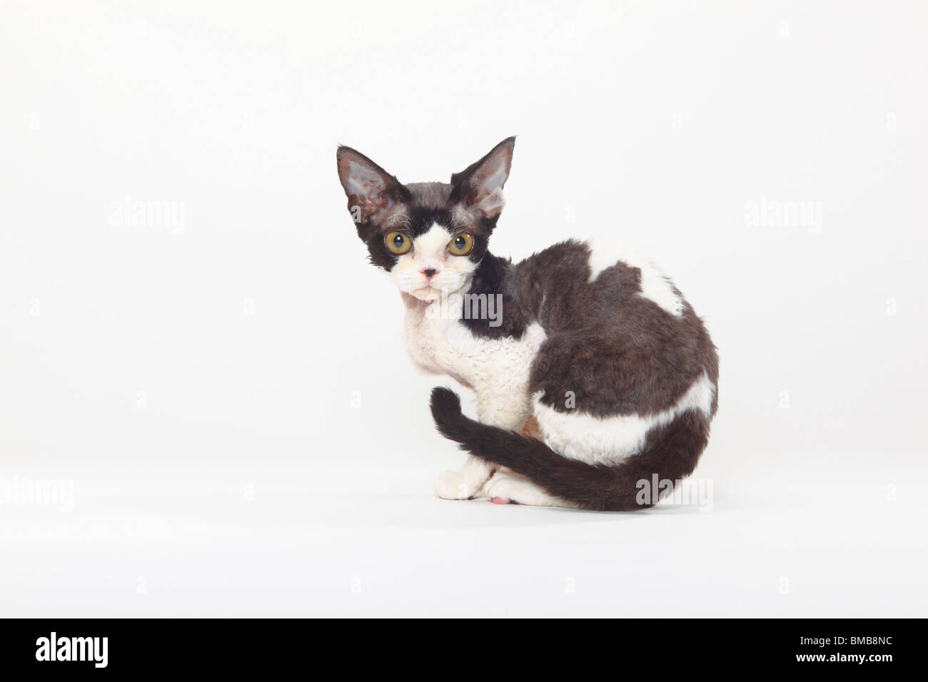 Devon Rex Cat, Black-Smoke-White / Seite Stockfoto