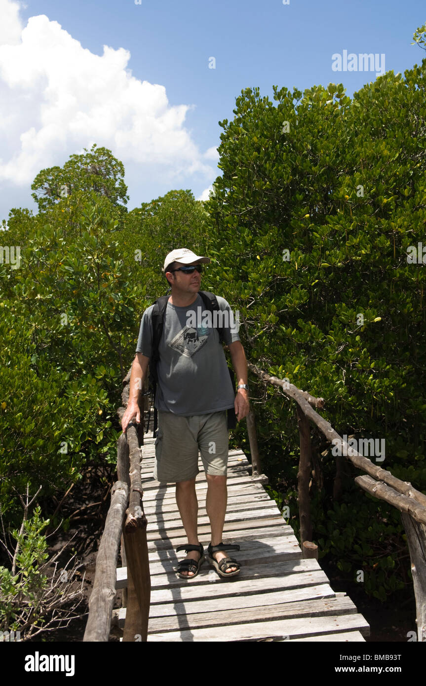 Touristischen Spaziergang auf der Promenade durch die Mangroven und Korallengarten, Wasini Insel, Kenia Stockfoto