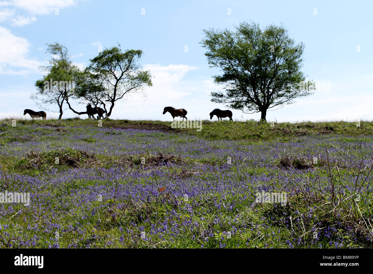 Glockenblumen, im Frühsommer mit Wildpferden auf die Skyline auf der Mendip Hills, in Somerset, England. Stockfoto