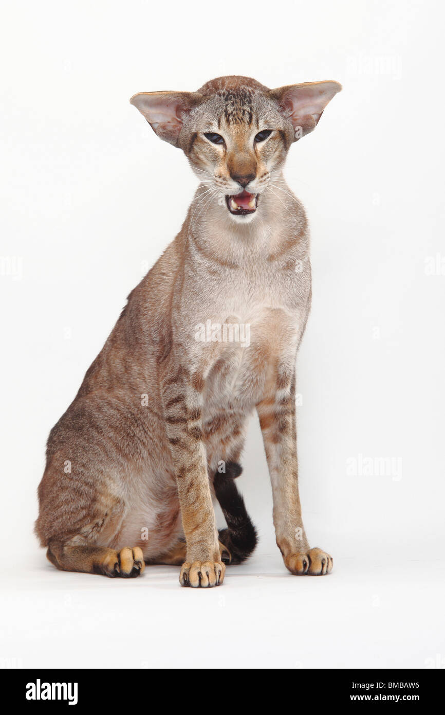 Siamesische Katze, Kater, Seal-Tabby-point Stockfoto