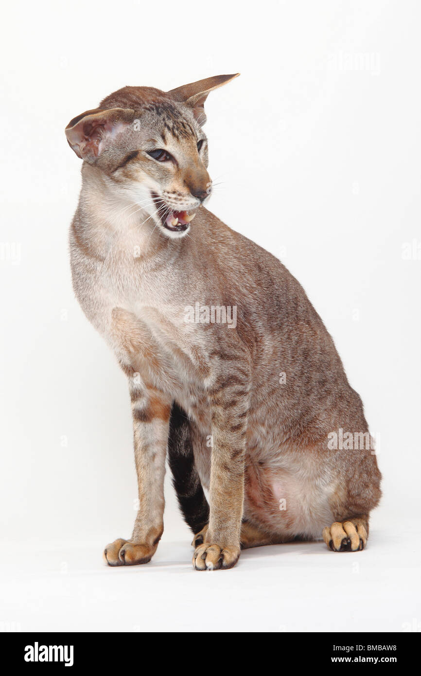 Siamesische Katze, Kater, Seal-Tabby-point Stockfoto