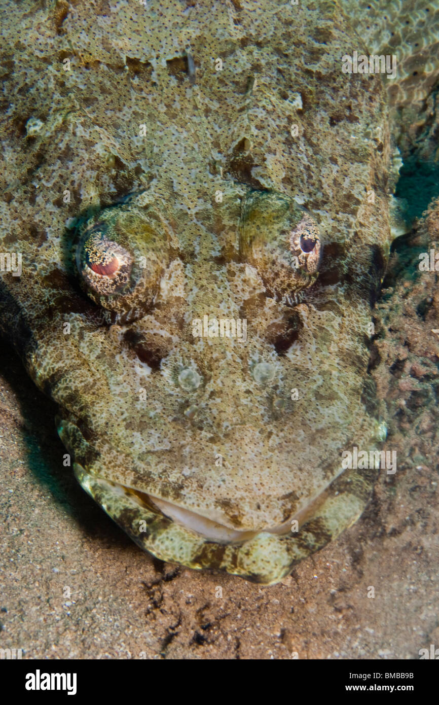 Satyrichthys Lingi (Crocodilefische) Stockfoto