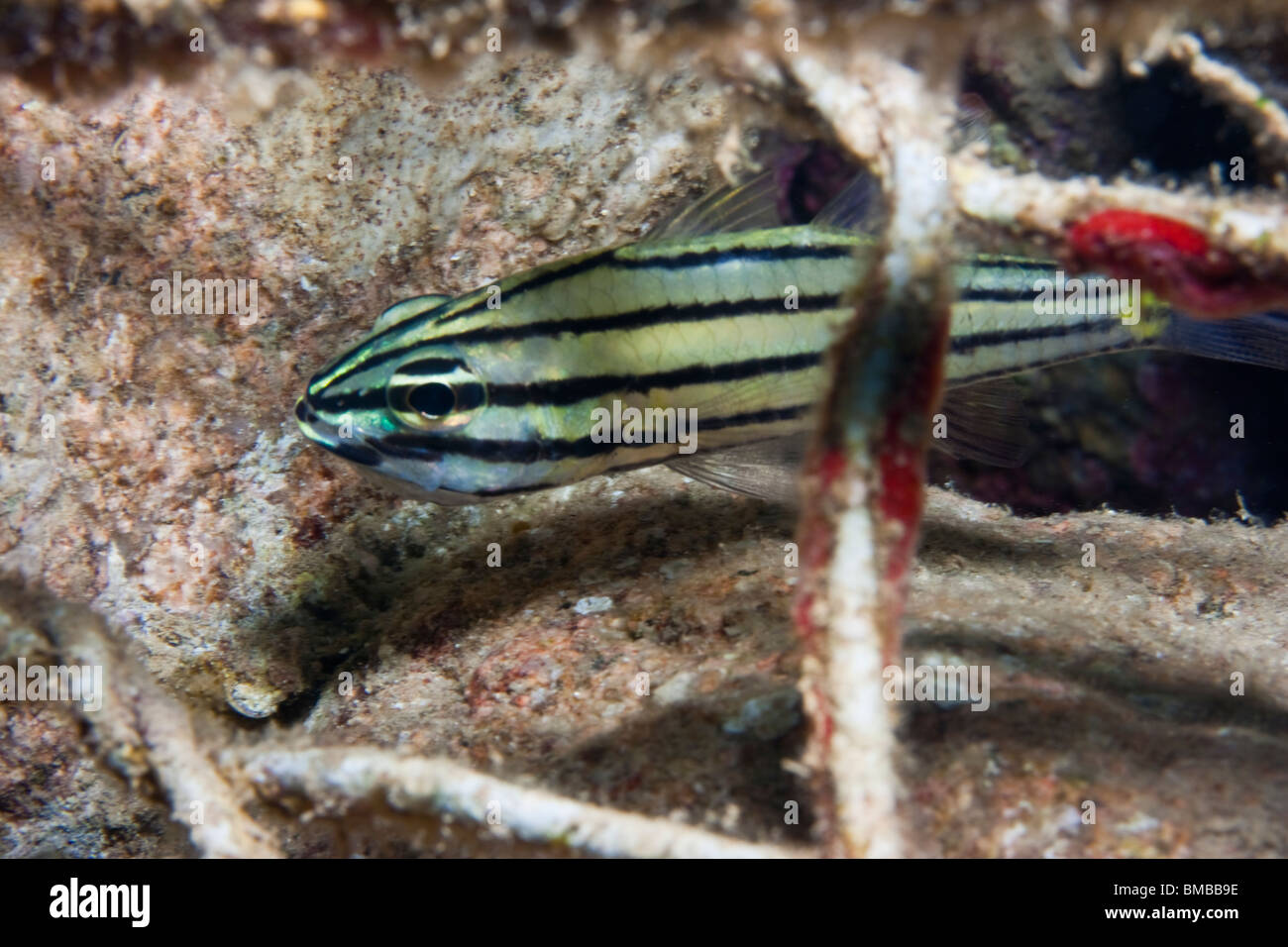 Fünf-gezeichnete Kardinalbarschen (Cheilodipterus Quinquelineatus) Stockfoto