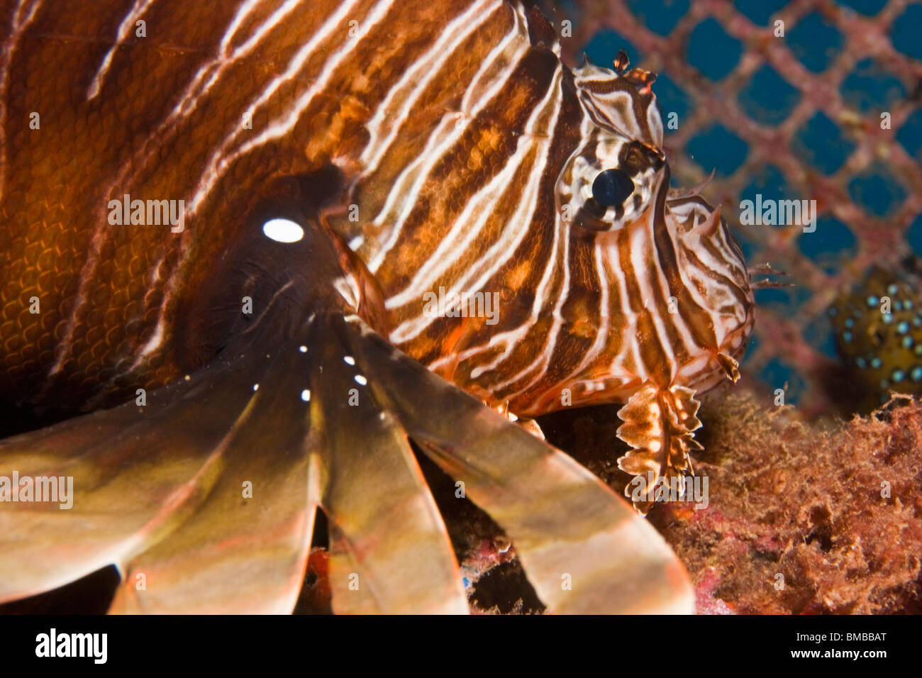 Pterois Volitans (rote Feuerfische) Stockfoto