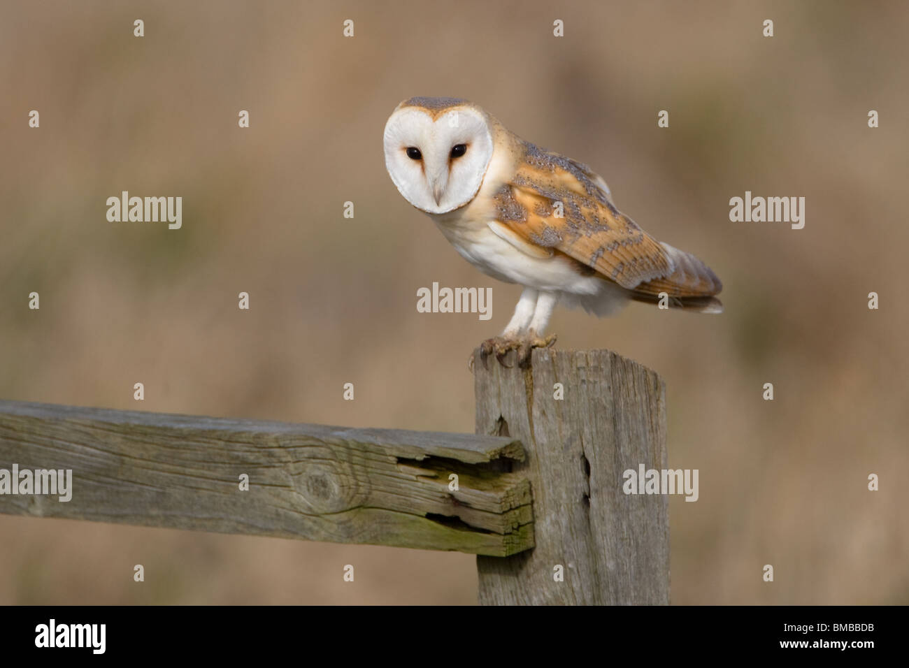 Schleiereule, Tyto alba, Liebling Großbritanniens Eule, Norfolk, Großbritannien. Stockfoto