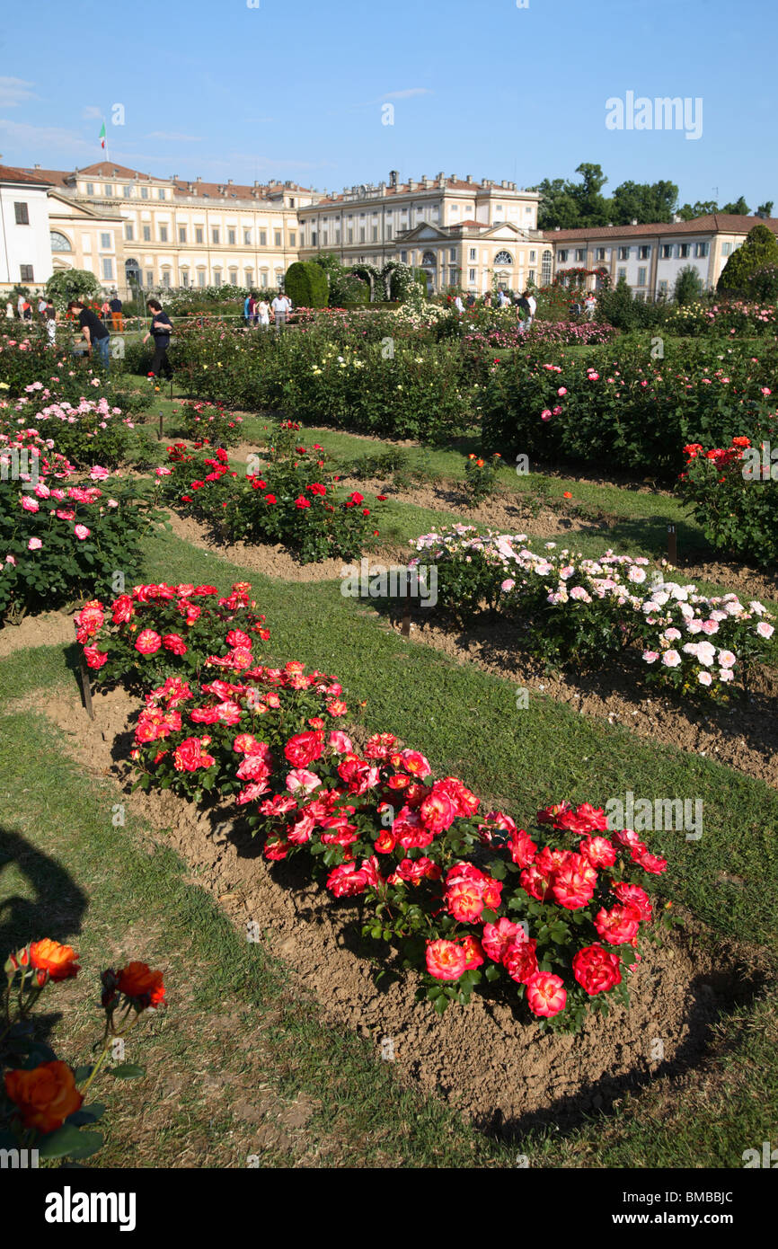 Strauchrosen im Rosengarten in der königlichen Villa (Villa Reale), Monza, Italien Stockfoto