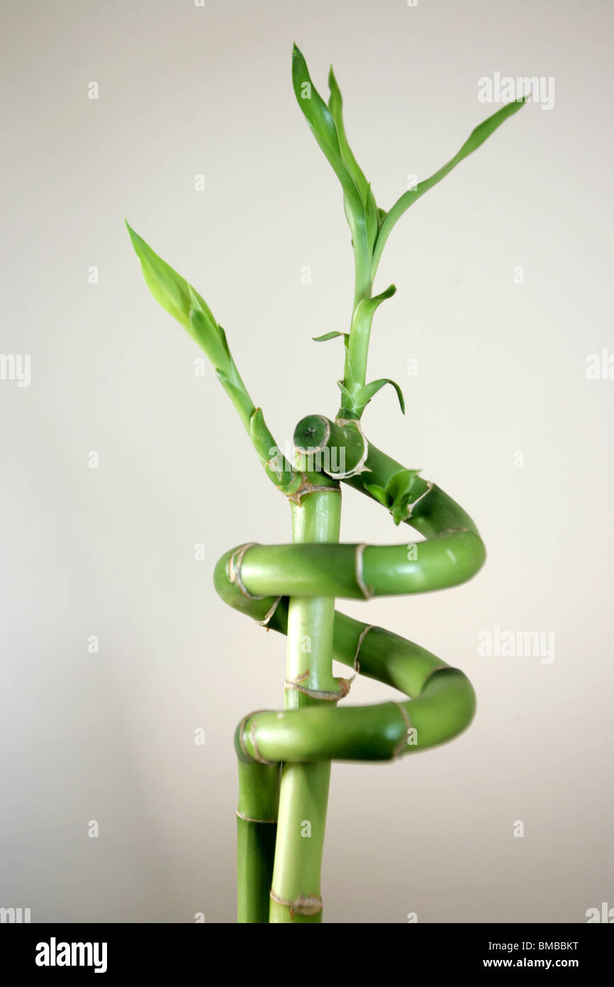 Verdrehte Glück Bambussprossen Stockfoto
