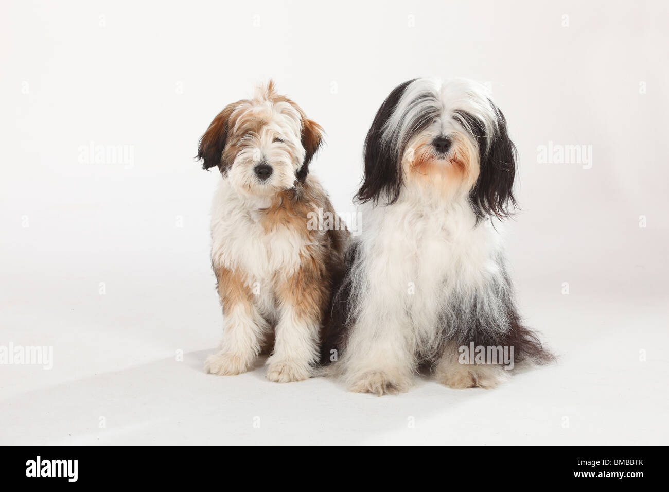 Tibet Terrier mit Welpen, 4 Monate Stockfoto