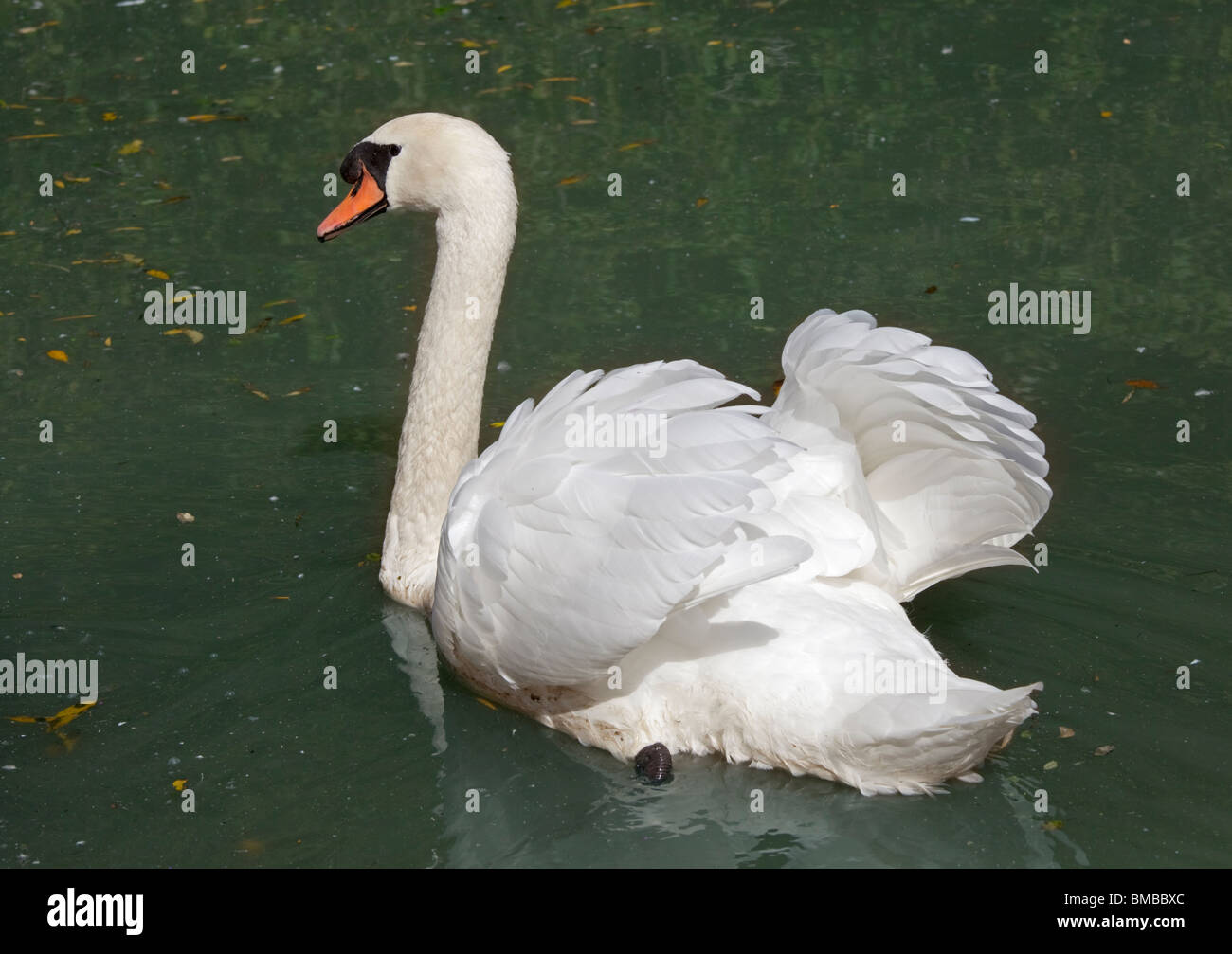 Höckerschwan (Cygnus Olor), UK Stockfoto