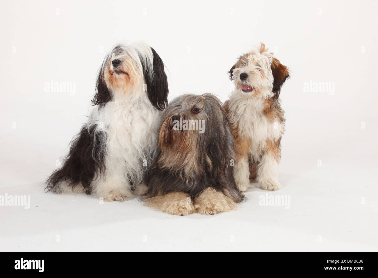 Tibet Terrier mit Welpen, 4 Monate Stockfoto