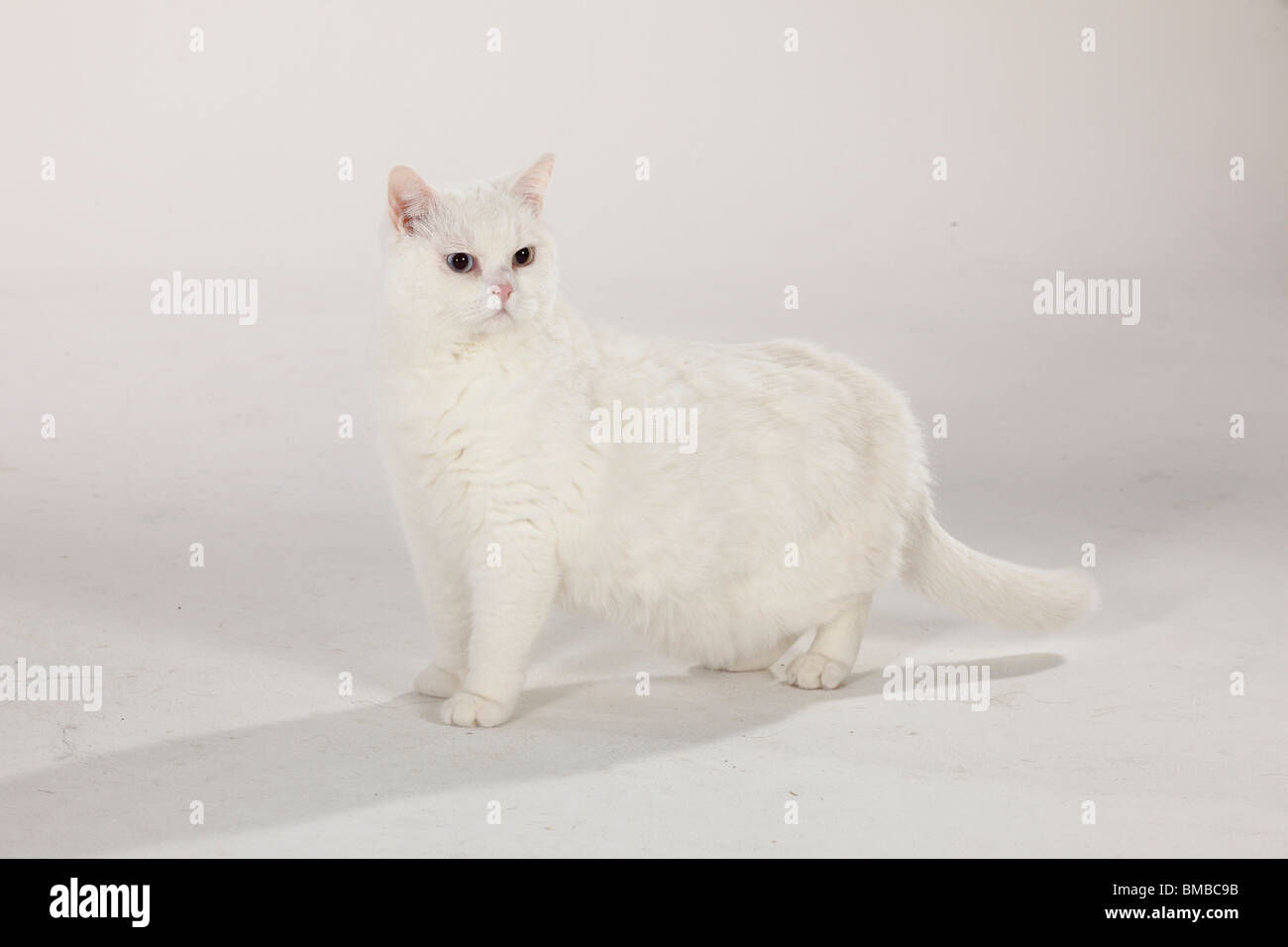 British Kurzhaar-Katze, Kater, weiß, blau-gemusterte Stockfoto