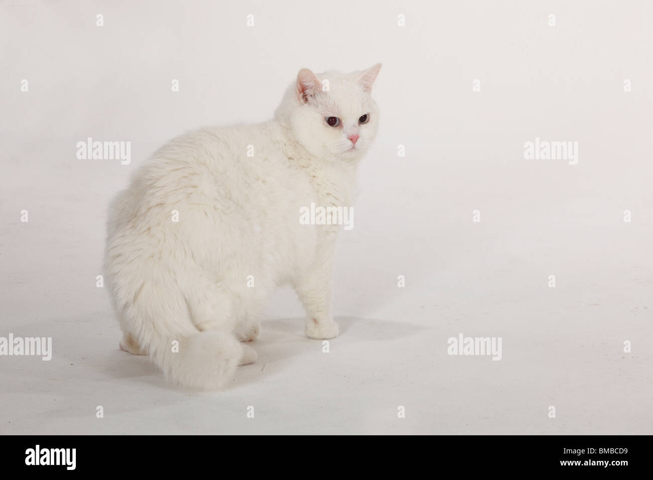 British Kurzhaar-Katze, Kater, weiß, blau-gemusterte Stockfoto