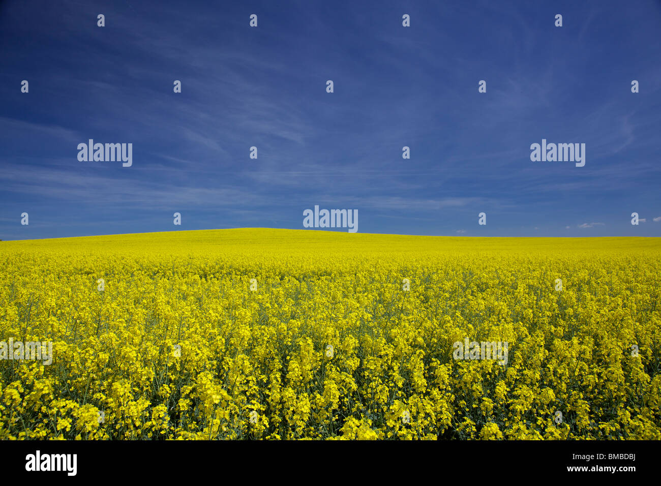 Raps Feld vor blauem Himmel Stockfoto