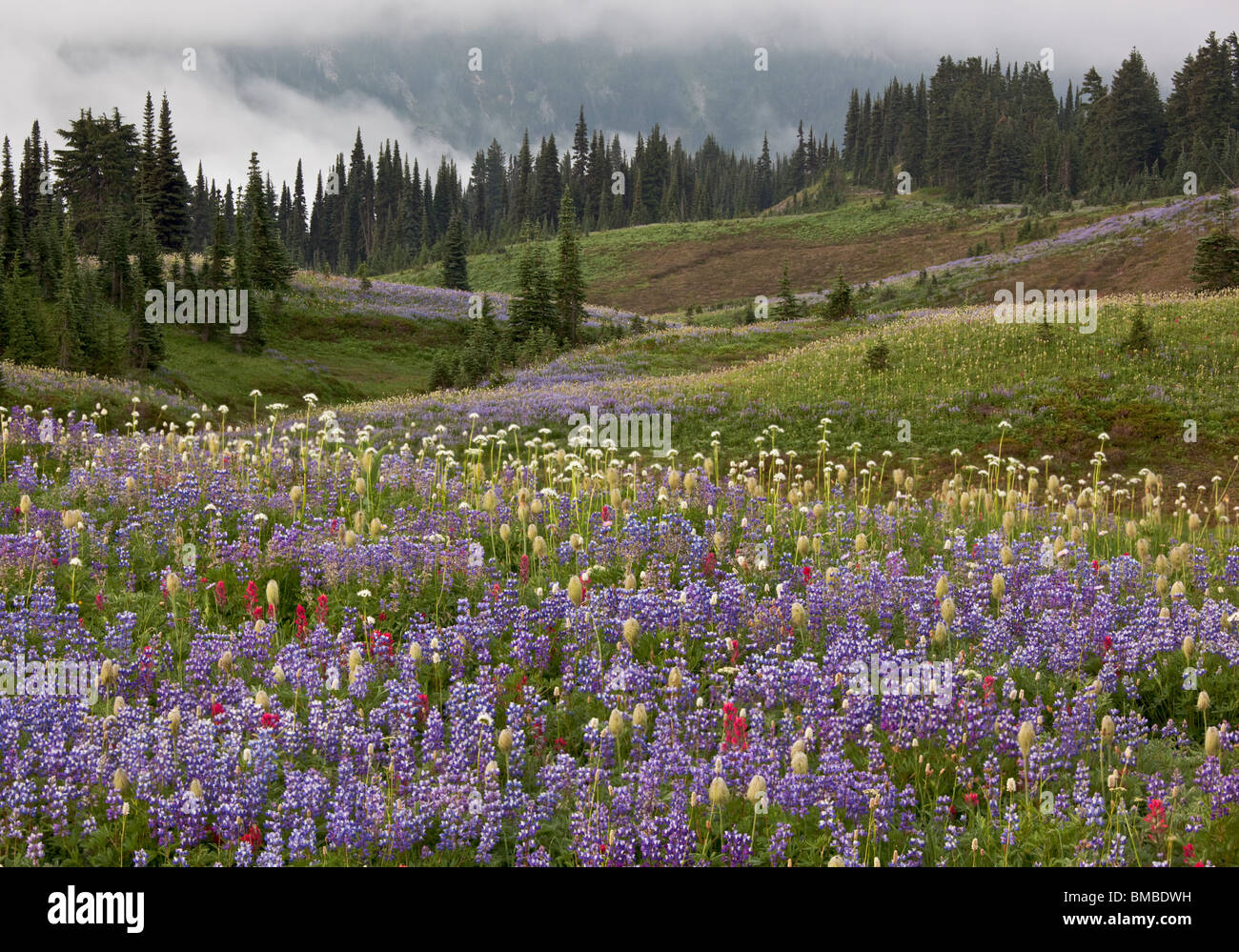 Mount Rainier Natl Park, WA Rolling Meadows der alpinen Wildblumen mit Kiefer und Tanne Bäume auf Mazama Grat Stockfoto
