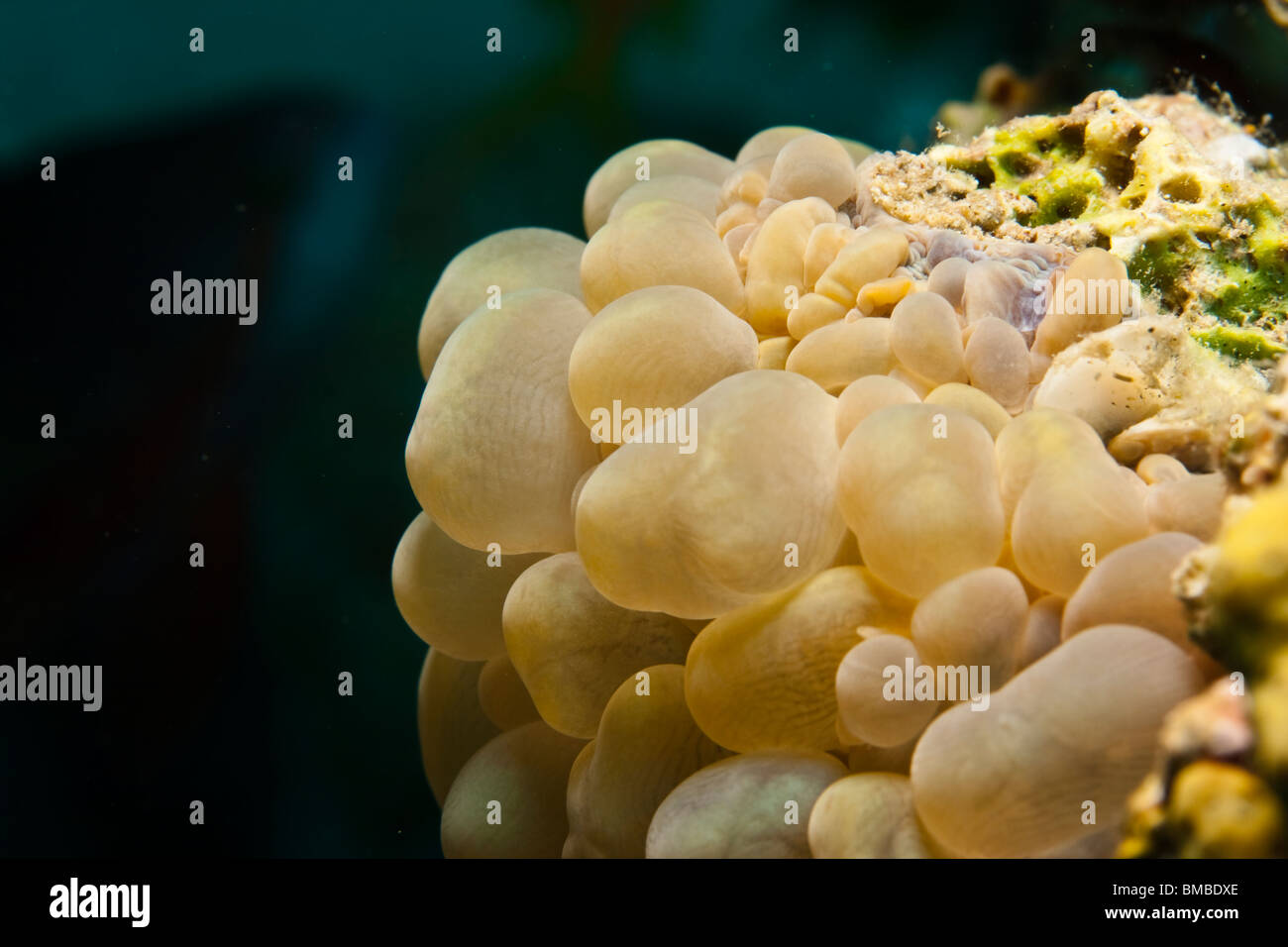 Plerogyra sinuosa Stockfoto