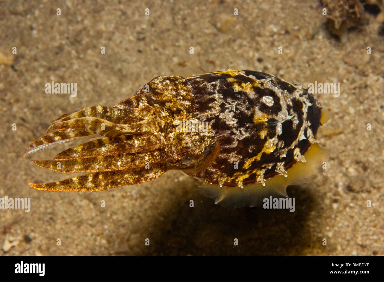 Tintenfisch (Sepia Aculeata) Stockfoto