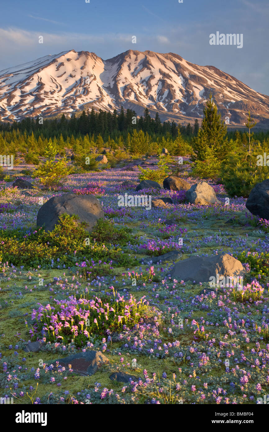 Mount St. Helens National Volcanic Monument, WA Dawn am Mount St. Helens aus einer Wiese von Lupine und Penstemon bei Lahar Stockfoto