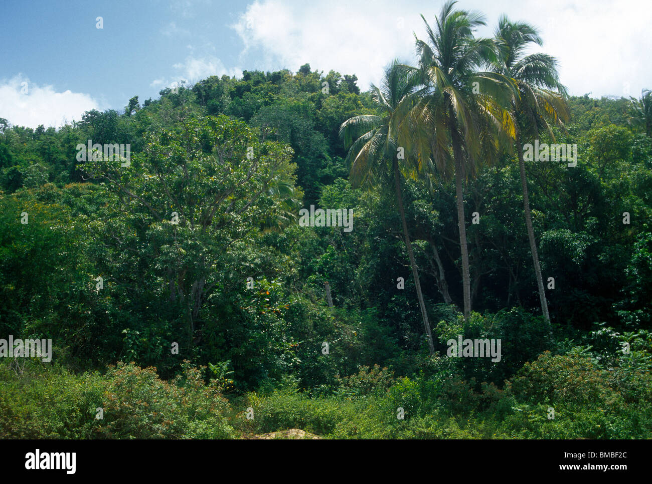 Gemäuer Wald Antigua Palmen und Bäume Stockfoto