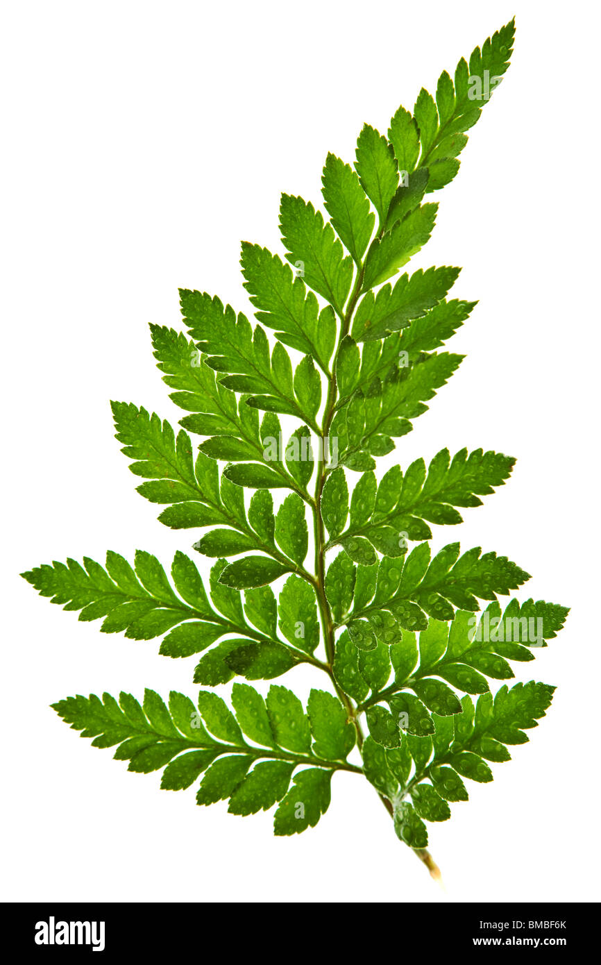 grünes Blatt isoliert auf weißem Hintergrund Stockfoto